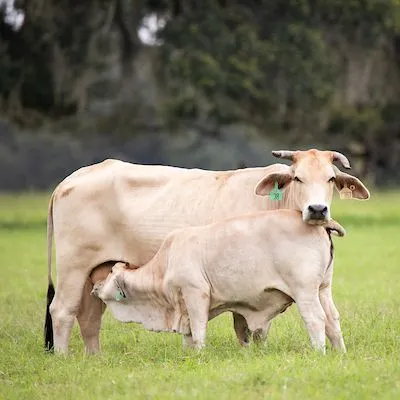 thumbnail for publication: Florida Cow-Calf and Stocker Beef Safety and Quality Assurance Handbook: Record Keeping for Beef Quality Assurance